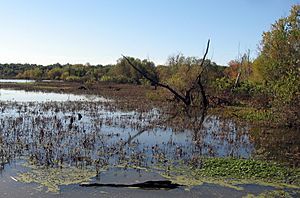 Mississippi floodplain