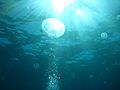 Moon jellyfish off the coast of Humacao, Puerto Rico