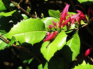 Mount blackwood holly.jpg