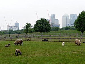 Mudchute Farm, Isle of Dogs - geograph.org.uk - 1705859.jpg