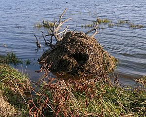 Muskrat lodge