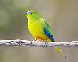 Neophema chrysogaster male - Melaleuca