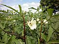 Okra(Abelmoschus esculentus)