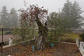 Old Apple Tree, September 2020.jpg