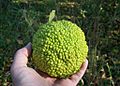 Osage orange 1