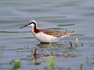 Phalaropus tricolor - breeding female