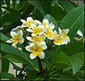 Plumeria-0006-Zachi-Evenor