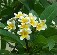 Plumeria-0006-Zachi-Evenor