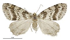 Pseudocoremia fenerata female.jpg