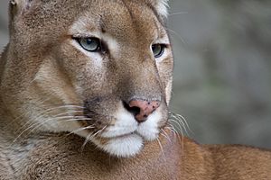 Puma face