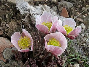 Ranunculus andersonii 3.jpg