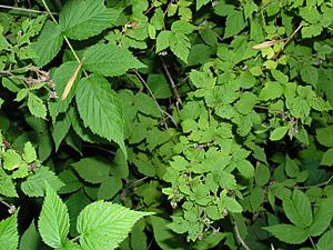 Raspberry Leaves