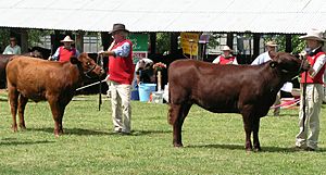 Red Poll heifers