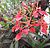 Renanthera imschootiana 01.jpg