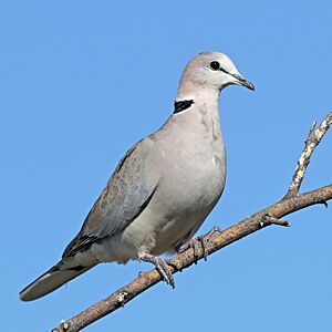 Ring-necked dove (Streptopelia capicola damarensis).jpg