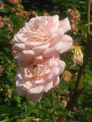 Rosa Abraham Darby