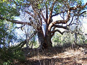 Roxy Ann Peak Madrone