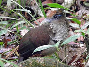 Rufous-vented Ground Cuckoo.jpg