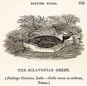 Sclavonian Grebe Thomas Bewick 1804