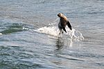 Seal at Lakes Entrance.JPG