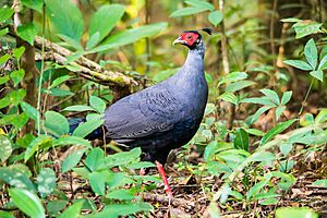 Siamese-fireback-Lophura-diardi-khao-yai-national-park.jpg