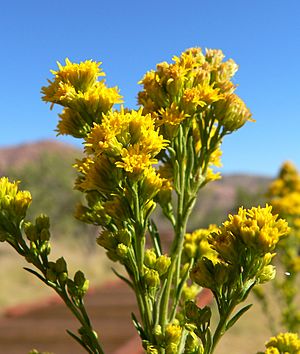 Solidago spectabilis 3.jpg