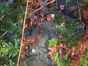 Song Thrush anvil close up