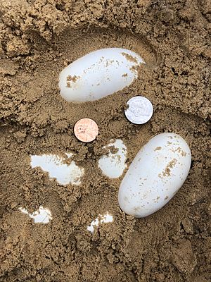 Southern Pine Snake eggs