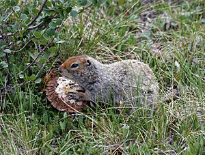 Spermophilus parryii (eating mushroom).jpg