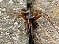 Steatoda nobilis