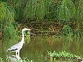 Stork in Johor