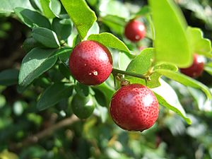 Triphasia trifoliata fruits.jpg