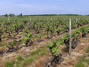 Vouvray Vineyard after budbreak