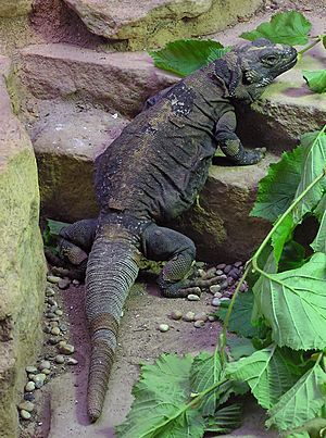 Western.chuckwalla.arp