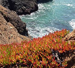 Wildflowers near Point Bonita lighthouse