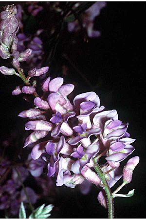 Wisteria frutescens.jpg