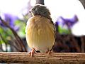 Young-gouldian-finch