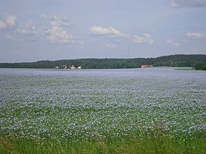 Östgöta Plain