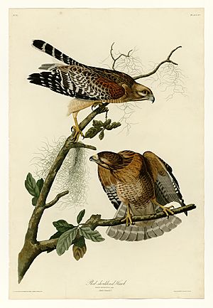 56 Red-shouldered Hawk