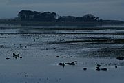 Aberlady Bay - geograph.org.uk - 322353