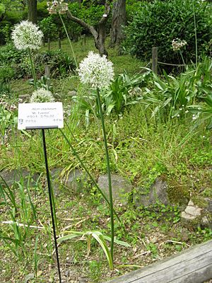 Allium stipitatum 'Mt Everest'1.jpg