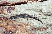 Ambystoma cingulatum USGS.jpg