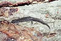 Ambystoma cingulatum USGS.jpg