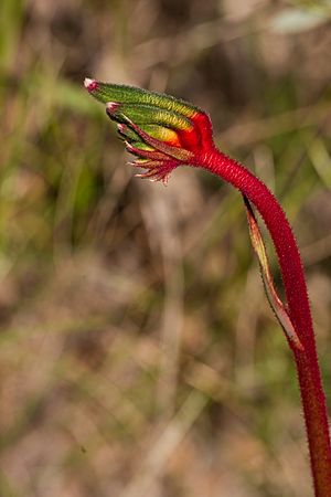 Anigozanthos manglesii gnangarra-1002