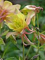 Aquilegia caerulea0