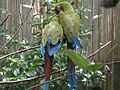 Ara militaris -Montreal Biodome-6a