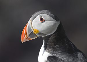 Atlantic Puffin Fratercula arctica