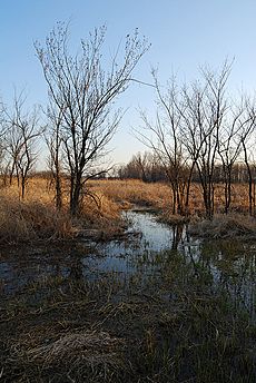 Baker wetlands 2