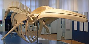 Balaenoptera acustorostrata - Zwergwalskelett