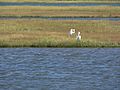 Belle Isle Marsh P1110366